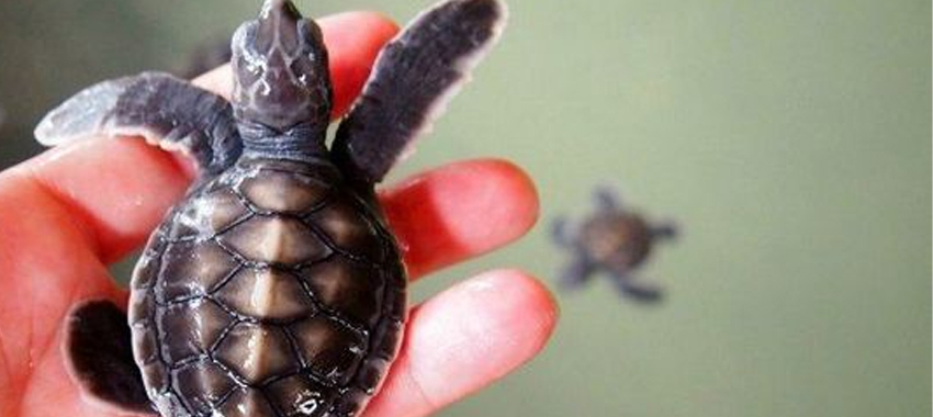 Sea Turtle Hatchery